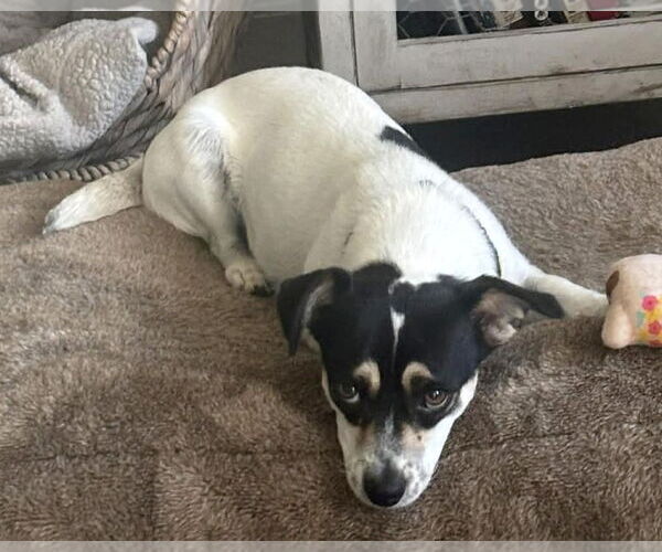 Medium Photo #4 Chihuahua-Unknown Mix Puppy For Sale in Corona, CA, USA