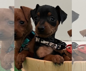 Miniature Pinscher Puppy for sale in GLOUCESTER CITY, NJ, USA