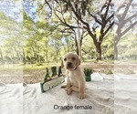 Small Photo #1 Labrador Retriever Puppy For Sale in INVERNESS, FL, USA
