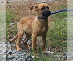 Small #2 Labrador Retriever Mix