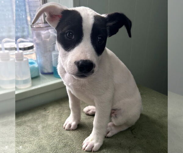 Medium Photo #1 Mutt Puppy For Sale in Minneapolis, MN, USA
