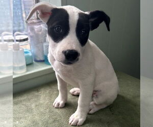 Mutt Dogs for adoption in Minneapolis, MN, USA