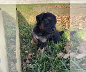 Aussie-Poo Puppy for Sale in SPRING VALLEY, Wisconsin USA