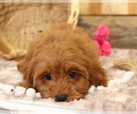 Small #2 Cavapoo