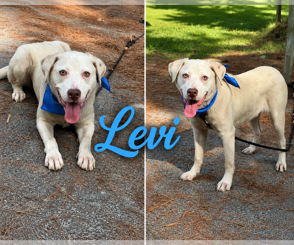 Medium Photo #2 Labrador Retriever-Unknown Mix Puppy For Sale in Shillington, PA, USA
