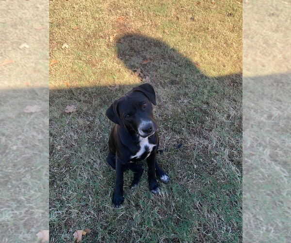 Medium Photo #1 Labrador Retriever-Mountain Cur Mix Puppy For Sale in Claremore, OK, USA