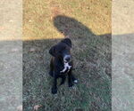 Small Labrador Retriever-Mountain Cur Mix