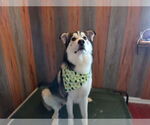Small #7 Huskies  Mix