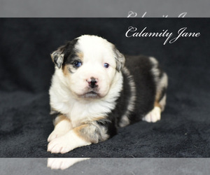 Australian Shepherd Puppy for sale in EASTON, MO, USA