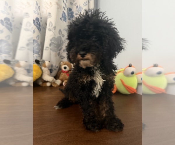 Medium Photo #34 Havapoo Puppy For Sale in DURHAM, CT, USA