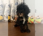 Havapoo puppies - Male Havapoo Puppy for Sale - Photo #34