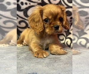 Cavalier King Charles Spaniel Puppy for sale in MARTINSVILLE, IN, USA