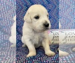 Small Photo #3 English Cream Golden Retriever Puppy For Sale in DALLAS, WI, USA