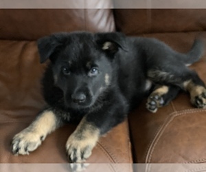 German Shepherd Dog Puppy for sale in WEBSTER, WI, USA