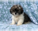 Small Photo #11 Zuchon Puppy For Sale in LAKELAND, FL, USA