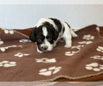 Small #1 Havanese