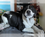 Small #3 American Staffordshire Terrier-Chihuahua Mix