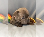Small #7 Faux Frenchbo Bulldog