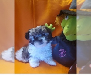 Morkie-Yorkshire Terrier Mix Puppy for sale in MESA, AZ, USA