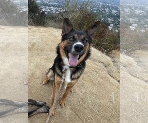 Australian Cattle Dog-German Shepherd Dog Mix Dogs for adoption in Los Angeles, CA, USA