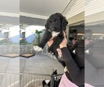 Puppy Buddy Aussiedoodle Miniature 