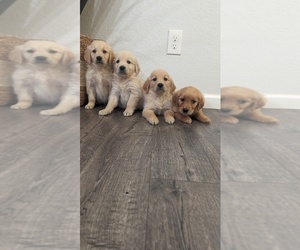 Golden Retriever Puppy for sale in SACRAMENTO, CA, USA