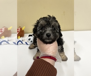 Poodle (Miniature) Puppy for sale in ROSEMEAD, CA, USA