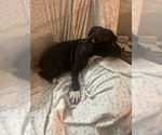 Small Photo #13 American Pit Bull Terrier Puppy For Sale in BUFFALO, NY, USA