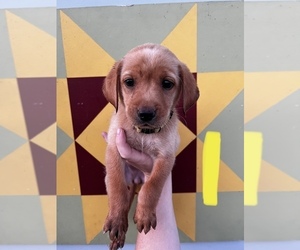 Labrador Retriever Puppy for sale in CEDAR VALE, KS, USA