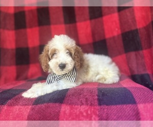 Cavapoo Puppy for sale in LAKELAND, FL, USA