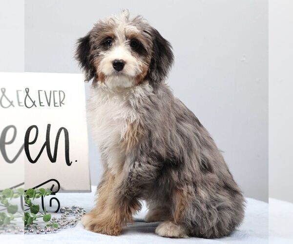 Medium Photo #1 Bernedoodle (Miniature) Puppy For Sale in LIVINGSTON, WI, USA