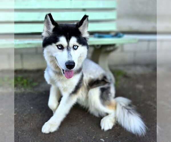 Medium Photo #1 Siberian Husky Puppy For Sale in Long Beach, CA, USA