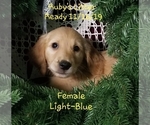 Small Photo #1 Golden Retriever Puppy For Sale in MERCED, CA, USA
