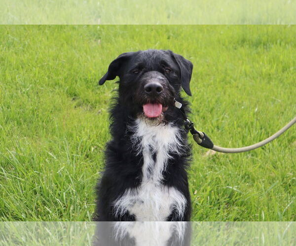 Medium Photo #1 Poodle (Standard)-Unknown Mix Puppy For Sale in Princeton, MN, USA