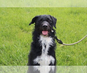 Poodle (Standard)-Unknown Mix Dogs for adoption in Princeton, MN, USA
