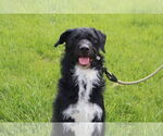 Small Poodle (Standard) Mix
