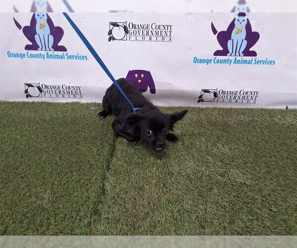 Medium Photo #1 Papillon-Unknown Mix Puppy For Sale in Orlando, FL, USA