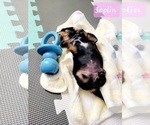Small Photo #3 Dachshund Puppy For Sale in THORNTON, CO, USA