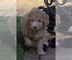 Small Photo #2 Aussie-Poo-Poodle (Miniature) Mix Puppy For Sale in PIONEER, CA, USA