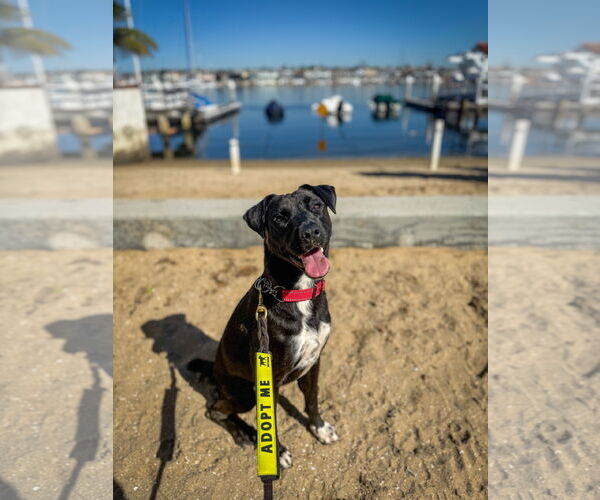 Medium Photo #1 Labrador Retriever-Unknown Mix Puppy For Sale in San Diego, CA, USA