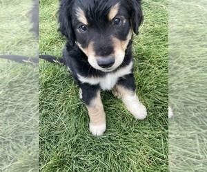 Australian Retriever Puppy for sale in DILLON, MT, USA