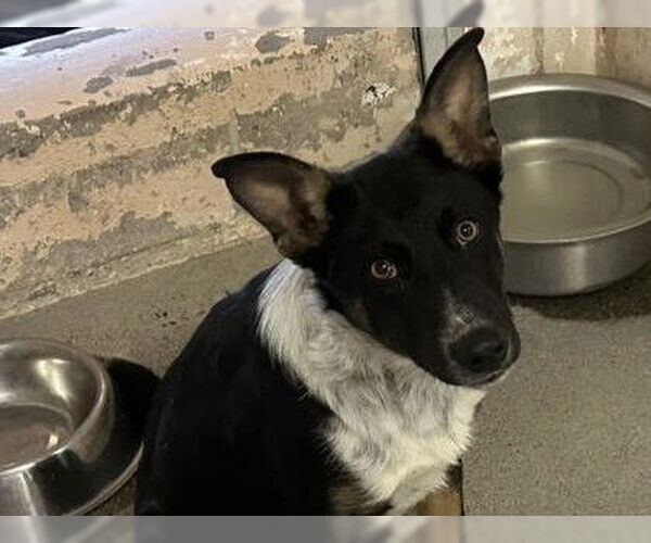 Medium Photo #1 Mutt Puppy For Sale in Redwood City, CA, USA