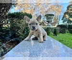 Small #114 French Bulldog