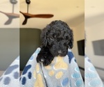 Small #2 Goldendoodle