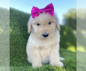 Goldendoodle Puppy for sale in PORTERVILLE, CA, USA