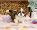 Small #2 Shih Tzu