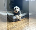 Small #2 Labradoodle