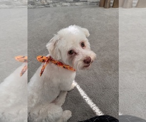 Havanese Puppy for sale in ROCHESTER, MI, USA