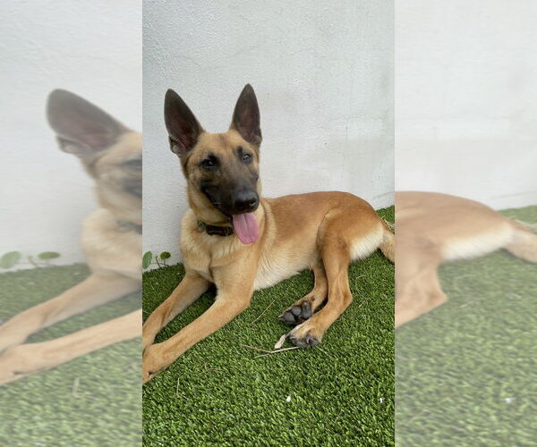 Medium Photo #1 Mutt Puppy For Sale in Imlay City, MI, USA