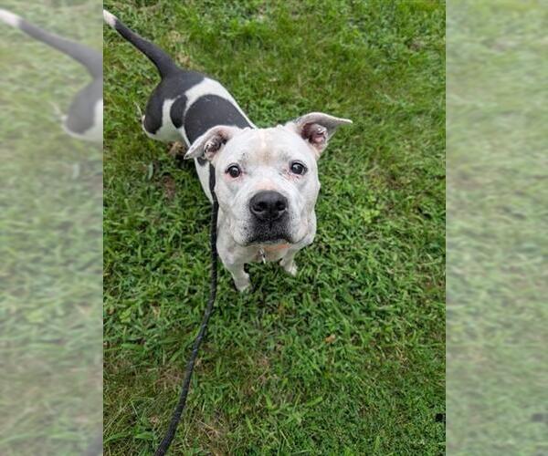 Medium Photo #2 Mutt Puppy For Sale in Forestville, MD, USA